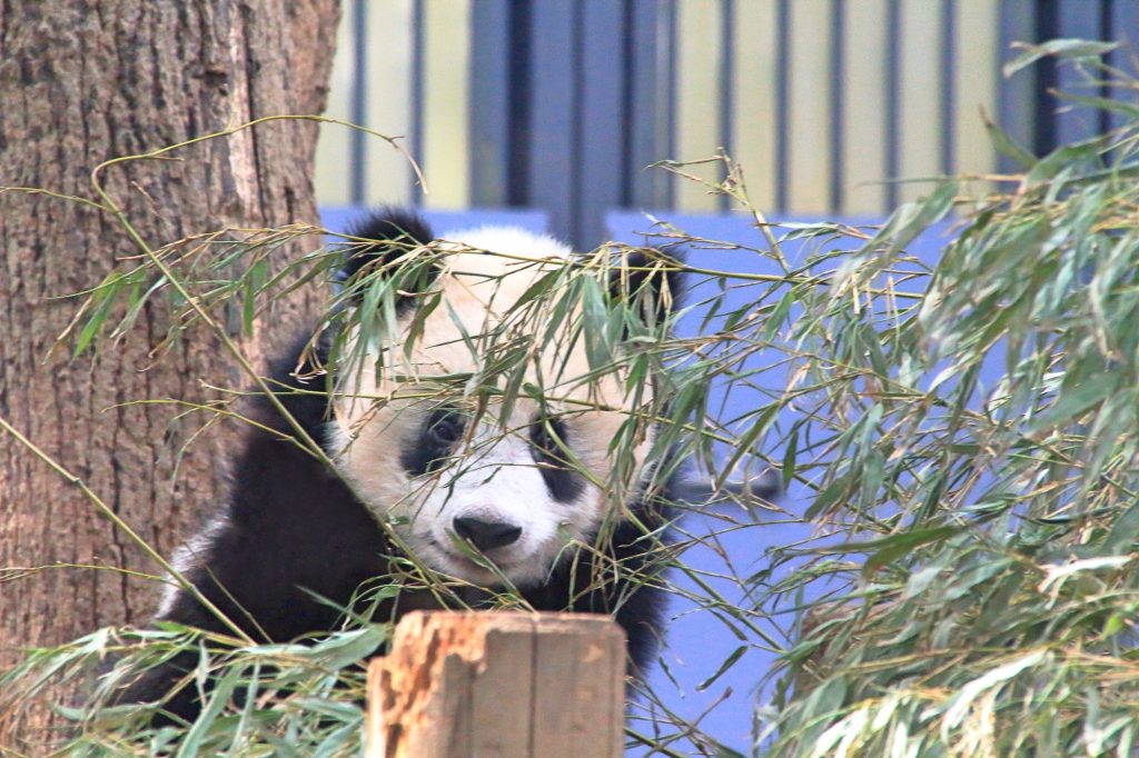 恩賜上野動物園